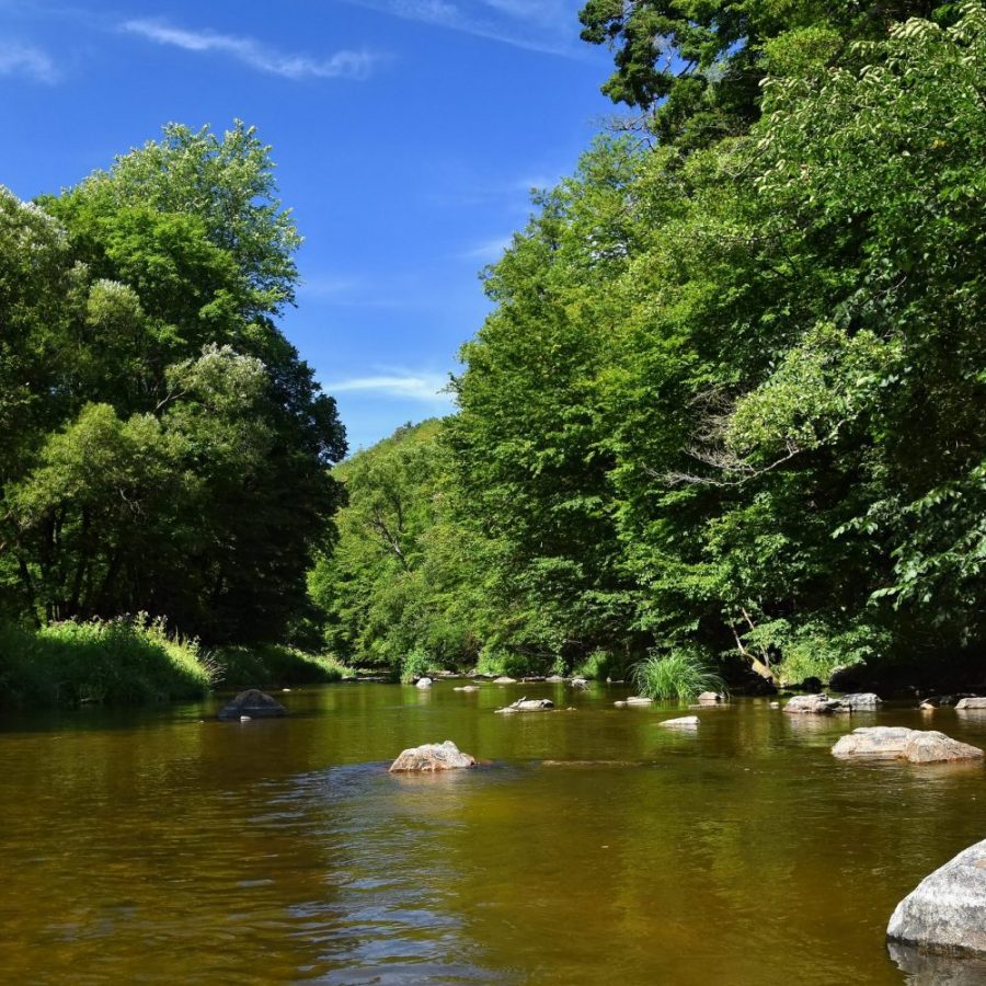 spring photo backdrop