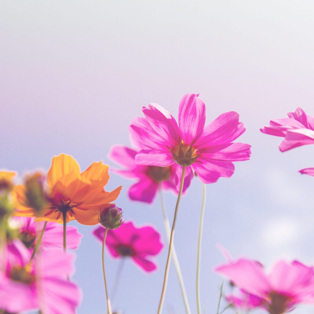 spring photo backdrop