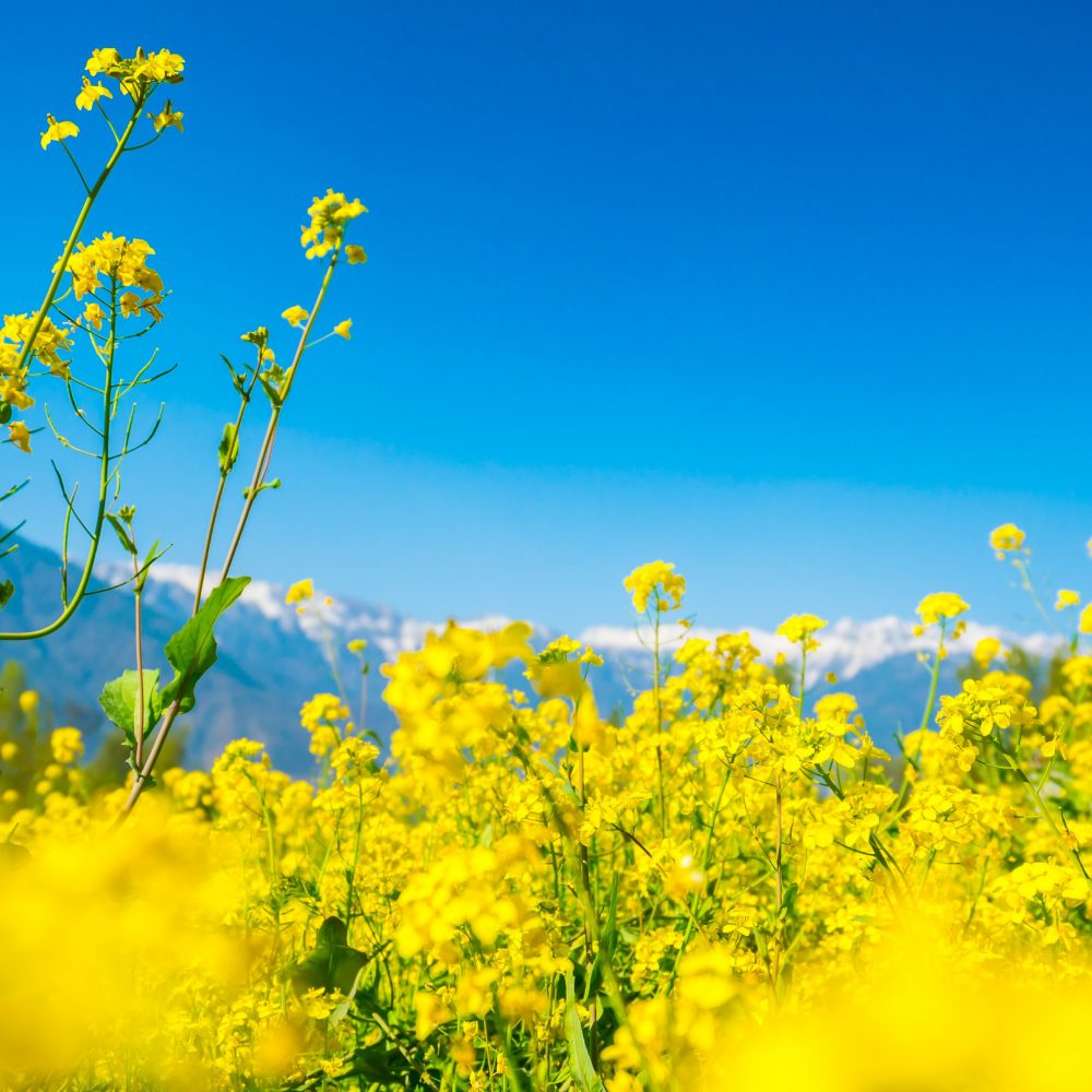 spring photo backdrop