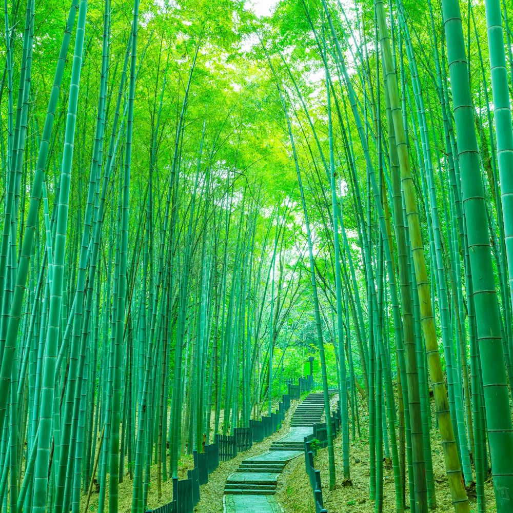 spring photo backdrop